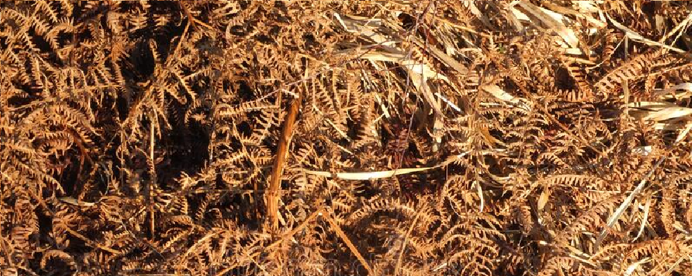 Alternative Bedding - Bracken