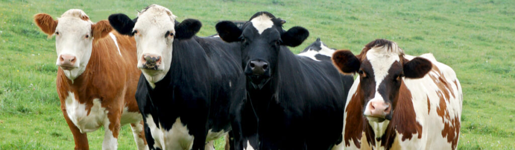 Store cattle in the field