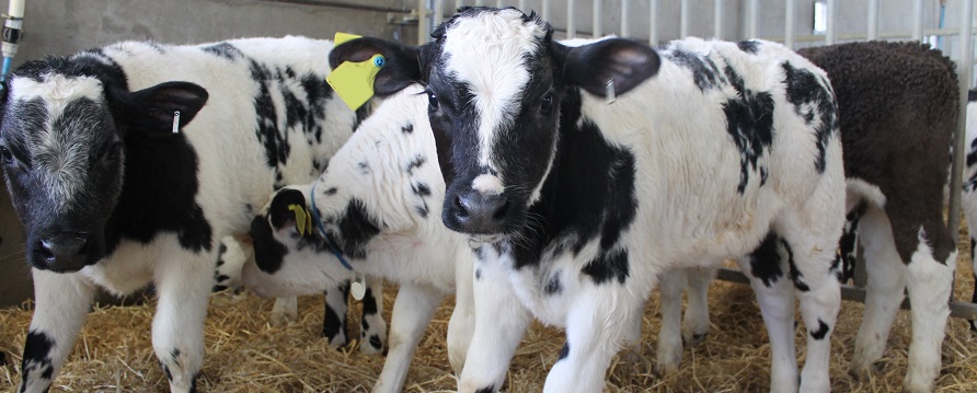 baby calves