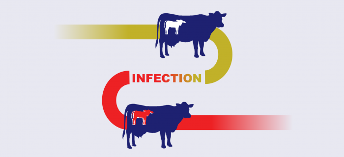 BVD_contraction infographic BVD_contraction infographic