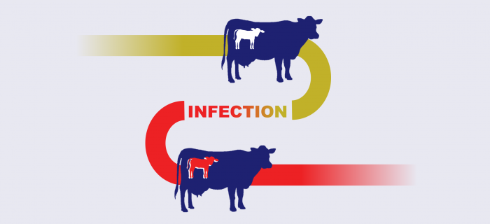 BVD_contraction infographic