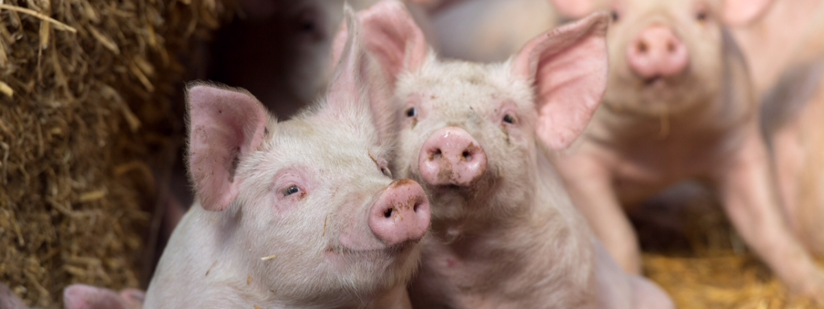 pigs_cropped pigs_cropped